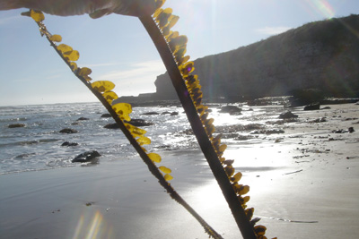Sunny Seaweed