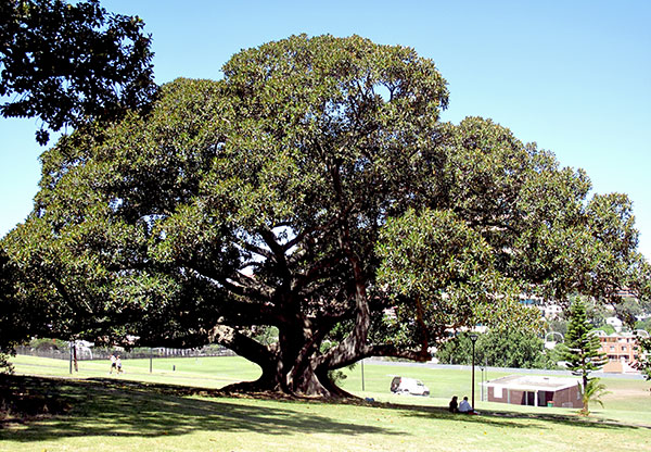 Australian Fig Tree