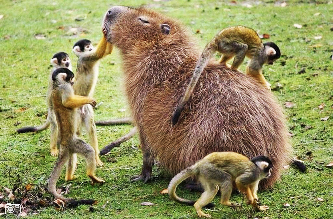 YARN, Clara the Capybara, Rio 2 (2014)